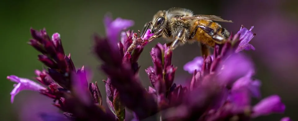 Bee taking in nectar Stock Photos