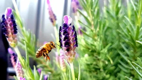 Bee taking nectar Stock Photos