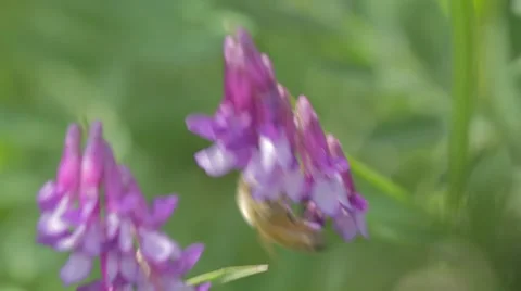 A bee taking nectar from a purple flower Stock Footage 43861728