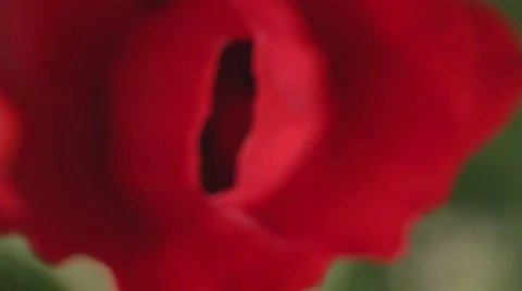 A bee taking nectar from a red flower Stock Footage 43860270