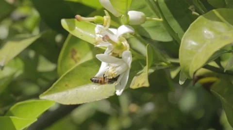 A bee taking nectar from white flower Stock Footage 43859790