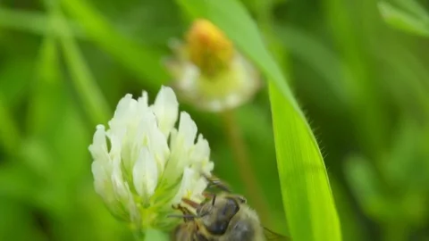 Bee taking nectar from a white flower Stock Footage 121249352
