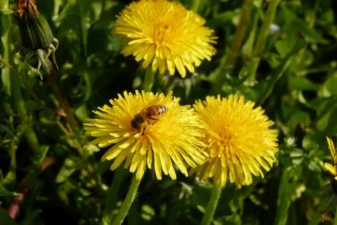 Bee taking nectar on yellow flower Stock Photos