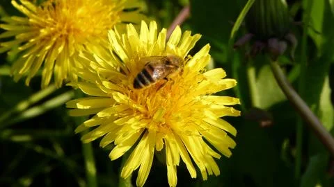 Bee taking nectar on yellow flower Stock Photos