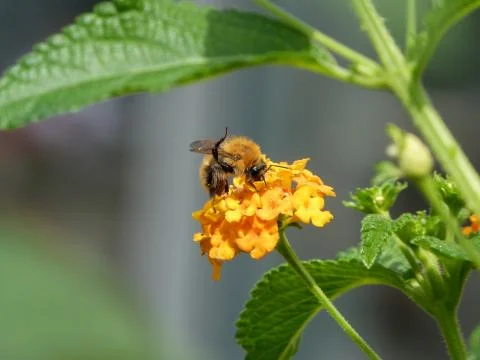 Bee taking nectar on yellow flower Stock Photos