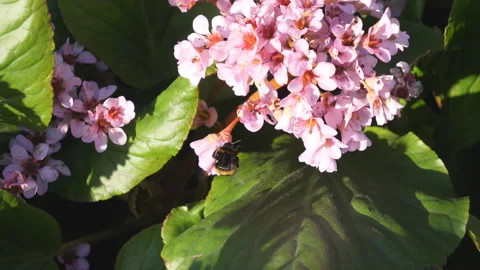 A bee taking off from the petals of a pink flower. Video stock 130864439