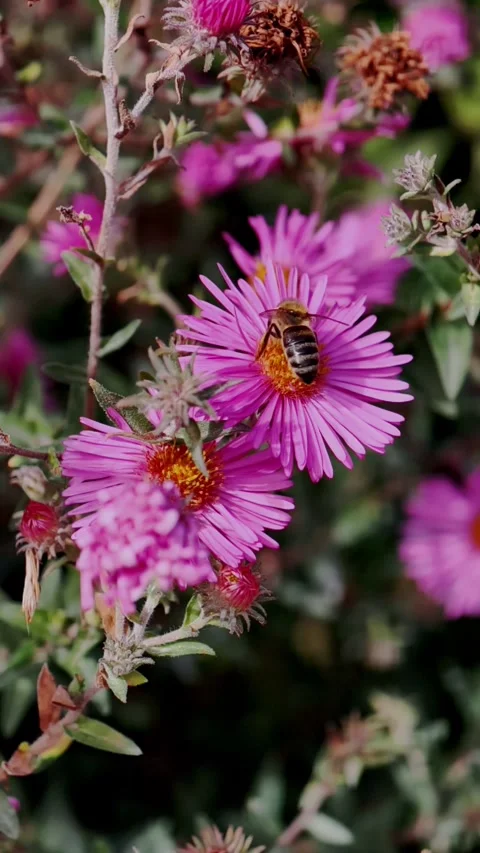 Bee taking off from a pink flower in Slow Motion Vertical Stock Footage 346069870