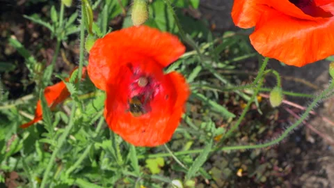A bee taking pollen from an orange poppy. Video stock 157046196