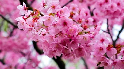 Bee taking pollen from ornamental cherry blossom Stock Footage 243090586