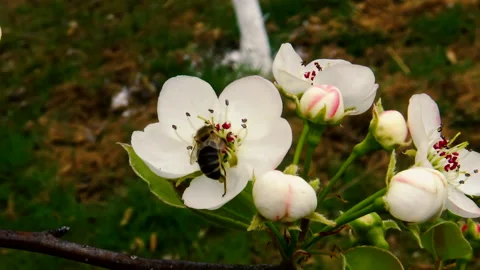 A bee is taking pollen from pear tree flower Vídeo Stock 140435955