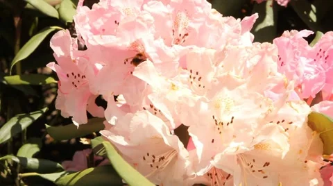 Bee taking pollen on a pink flower Stock Footage 11135882