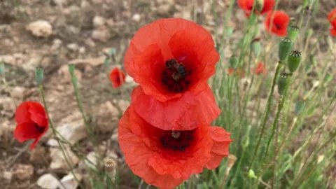 Bee taking pollen from a poppy. Concept of animal life and environment. Stock Footage 136331088