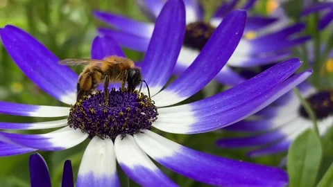 Bee taking pollen on a purple flower Stock Footage 153876435