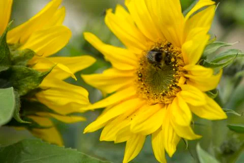 Bee taking pollen from a sunflower Stock Photos