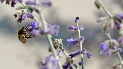 Bee Taking Off from Purple Lavender Flower, Slow Motion Macro Close-Up Stock Footage 282862687