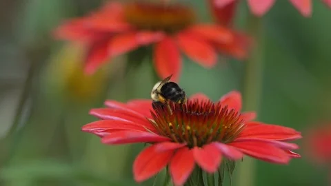 Bee taking off from red flower macro 240FPS Stock Footage 92669550
