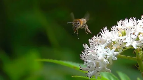 Bee taking off from a white flower Stock Footage 66541492