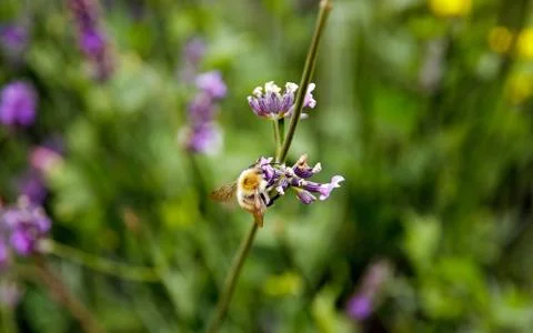 Bee tasting some nectar in the lavender Stock Photos