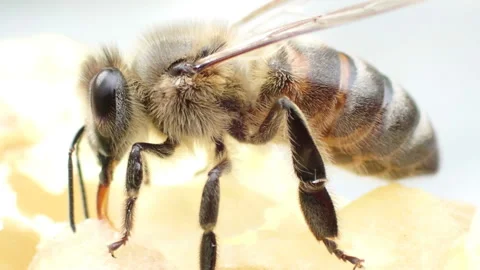 Bee testing a honey Stock Footage 155519765
