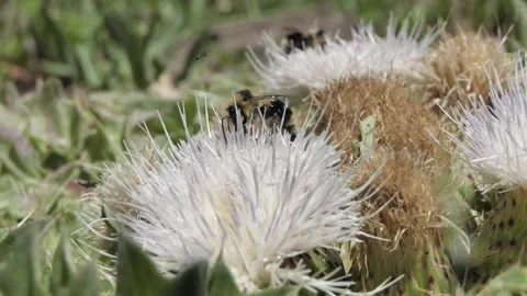 BEE IN THISEL Stock Footage 147356894