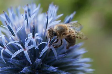 Bee on  thistle in a field Stock Photos