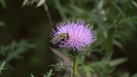Bee on a thistle flower 4K Видео 95088727