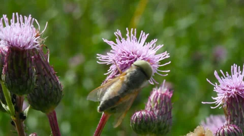 Bee on the thistle flower. Stockbeeldmateriaal 27264850