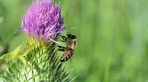 Bee on a thistle flower. Stock Footage 58881295