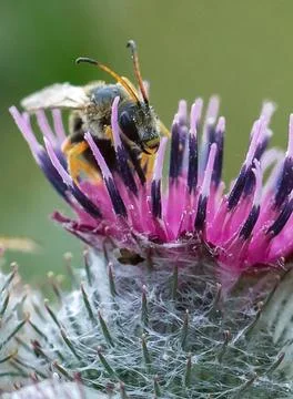 Bee on a thistle flower Foto stock