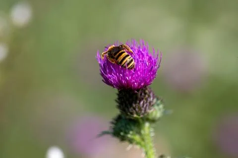 Bee on a Thistle Flower Stock Photos