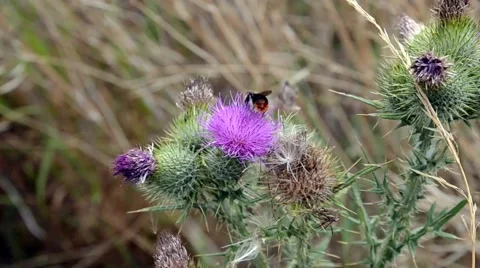 Bee on a Thistle Stock Footage 54112377