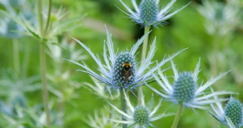 Bee on Thistle Stock Footage 158002753