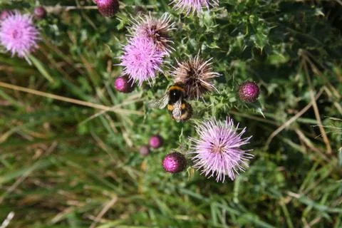 Bee on a Thistle Macro Stock Photos