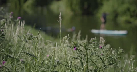 Bee on Thistle Out of Focus River Scene Background Stock Footage