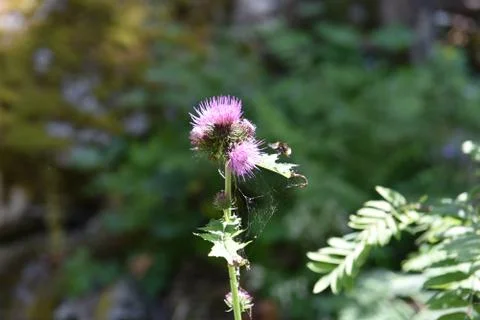 Bee on thistle Stock Photos