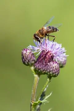 Bee on a thistle Stock Photos