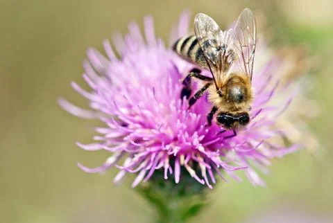 Bee on thistle Stock Photos