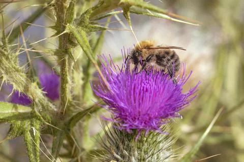 Bee on thistle plant Stock Photos