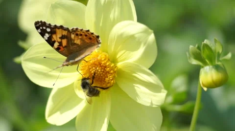 Bee throwing butterfly from the flower and pollinating it 動画素材 68084238