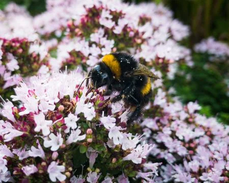 Bee on Thyme Flowers Stock Photos