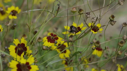 Bee on Tickseed Flowers in Slow Motion Stock Footage 266920338