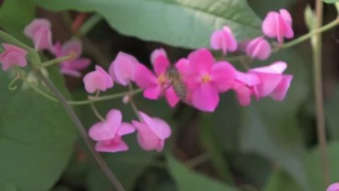 The bee is tinged with white and red flowers. Stock Footage 88365348