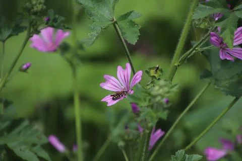 Bee took a break from work Stock Photos