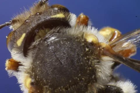 BEE--TOP ANGLE Stock Photos