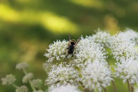 Bee on top of the flower. Foto stock