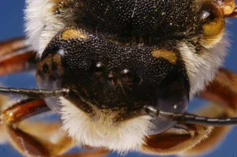 BEE--TOP HEAD COLOR PATTERN &amp; ANTENNAE Stock Photos