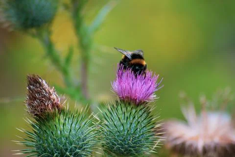 Bee on Top Stock Photos