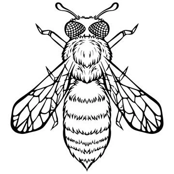 Bee top view line art Illustrazione stock