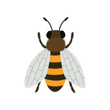 Bee top view. Vector illustration isolated on white background. Stock Illustration