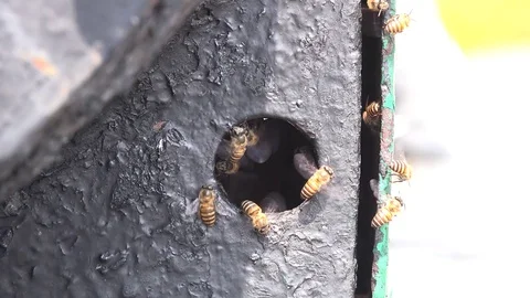 Bee Train. Видео 82322098